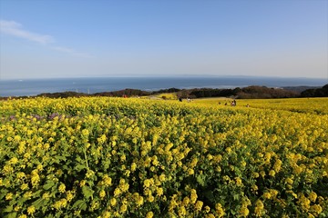 あわじ花さじき　菜の花畑