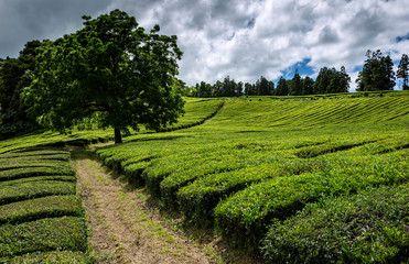 Cha Gorreana tea plantation on the island of Sao Miguel, Azores, Portugal