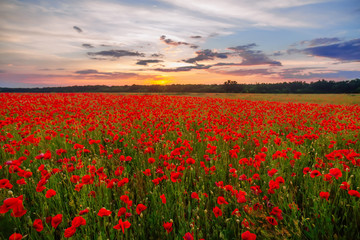 Poppies on green field on summer sunset