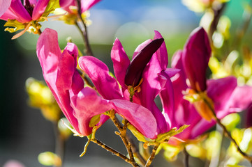 close-up photo of magnolia