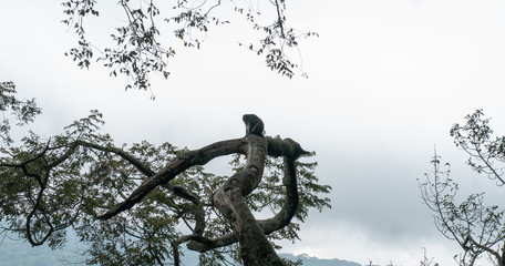 .observation of the behavior and habits of wild monkeys in the forests and jungles of the world.