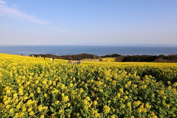 あわじ花さじき　菜の花畑