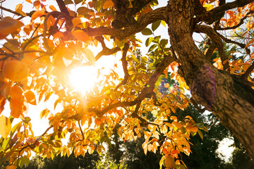 Persimmon tree