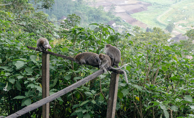 Life of wild monkeys.in the forests and jungle. Monkeys natural habitat