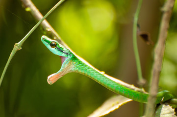 Parrot Snake