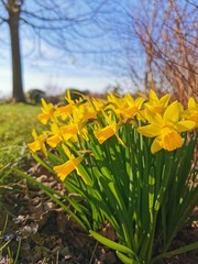 daffodils in spring