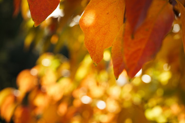 Persimmon tree tree leaves