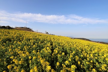 Obraz premium あわじ花さじき 菜の花畑