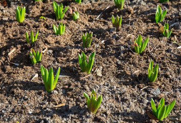 Hyacinth Plantation. Sprouts and buds of hyacinths in early spring. Green leaves of bulbous plants. Spring decorative flowers.