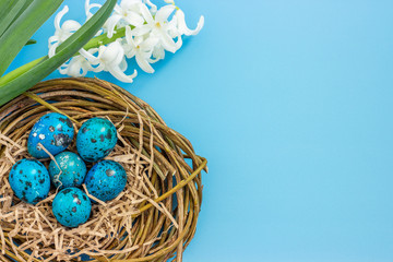 Easter composition with quail eggs in a nest and young flowering hyacinth on a blue background. Greeting card. Flat lay. Copy space for text