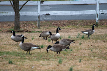 Flock of geese