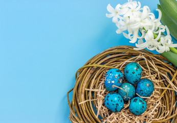 Easter composition with quail eggs in a nest and young flowering hyacinth on a blue background. Greeting card. Flat lay. Copy space for text