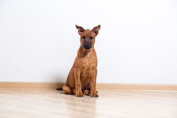puppy dog on the floor