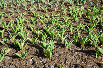 Plantation of tulips. Sprouts of tulips in early spring. Green leaves of bulbous plants.