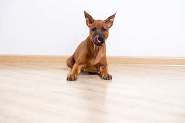 puppy dog on the floor