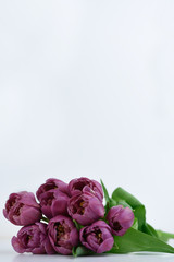 Bouquet of pioneer-shaped purple tulips on a white background. Copy space. 