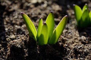 Hyacinth Plantation. Sprouts and buds of hyacinths in early spring. Green leaves of bulbous plants. Spring decorative flowers.