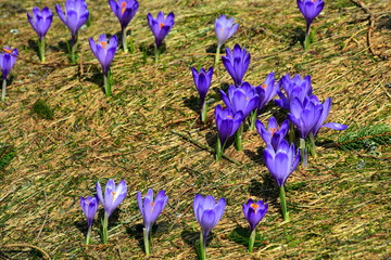 Ł.ąki kwitnących krokusów w Tatrach, wiosna © Albin Marciniak