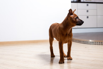 puppy dog on the floor