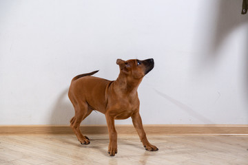puppy dog on the floor