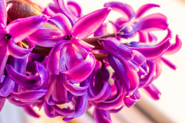  Bright blooming hyacinth with water droplets close up. Spring flowers. Greeting card.