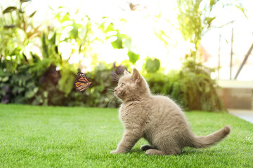 Scottish straight cat playing with butterfly on green grass