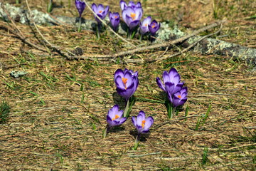 Ł.ąki kwitnących krokusów w Tatrach, wiosna - obrazy, fototapety, plakaty