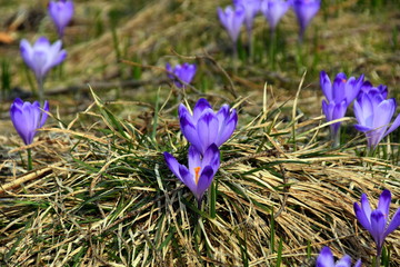 Ł.ąki kwitnących krokusów w Tatrach, wiosna © Albin Marciniak