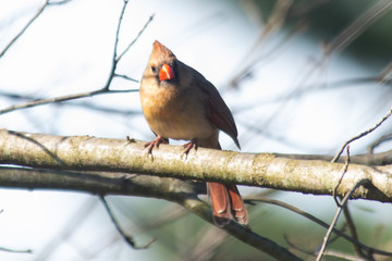 Female cardinal on a branch