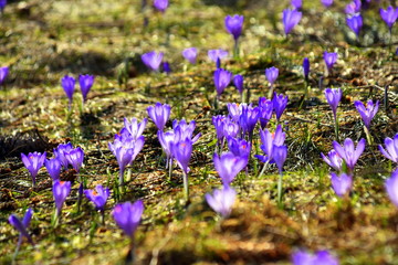 Ł.ąki kwitnących krokusów w Tatrach, wiosna - obrazy, fototapety, plakaty