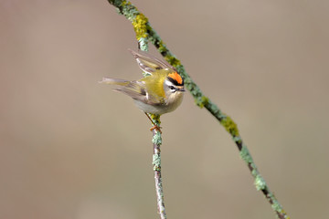 Firecrest passerine bird in forest