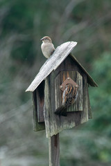 Sparrows building a nest in birdhouse
