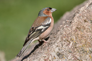 Common chaffinch bird (species Fringilla coelebs) standing on a rock in nature and eating bird food