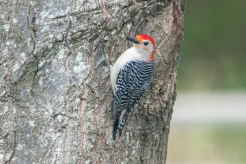 Red bellied woodpecker