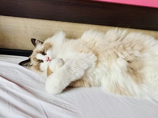 cat sleeping