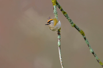 Firecrest passerine bird in forest