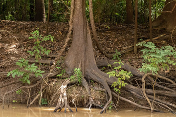 amazon forest from within