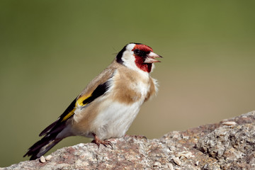 Closeup of a wild goldfinch bird sitting on a rock in green nature, Carduelis carduelis.