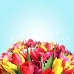 Beautiful colorful tulips on light blue background