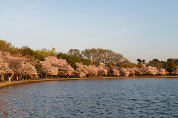 Cherry blossoms by pond at sunrise