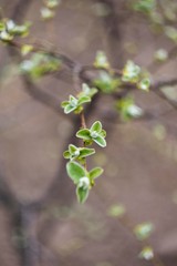 green leaves of a tree in spring