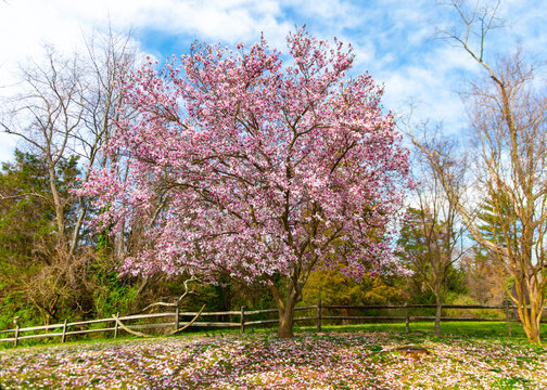 Saucer magnolia tree in bloom