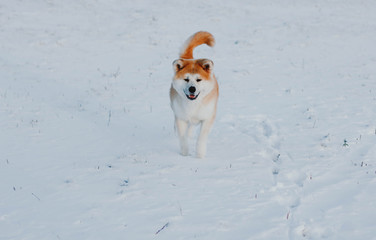 dog puppy Akita friend cute