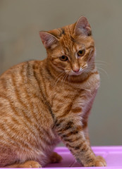 ginger young cat sitting