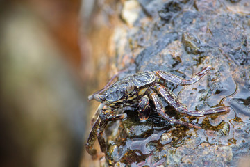 crab