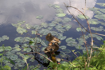 ducks in the pond