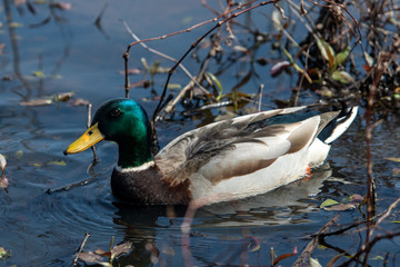 Mallard