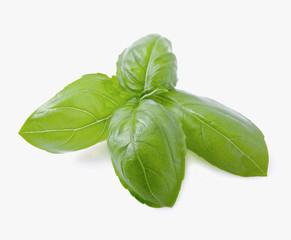 Fototapeta premium Fresh basil leaves on white