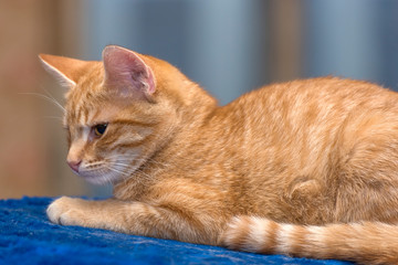 Fototapeta na wymiar beautiful red cat lies on blue