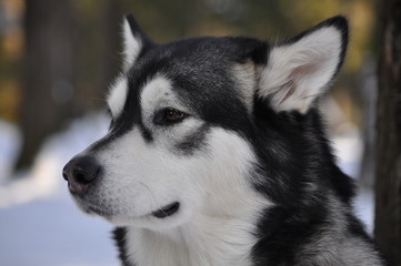 Malamute portrait in winter